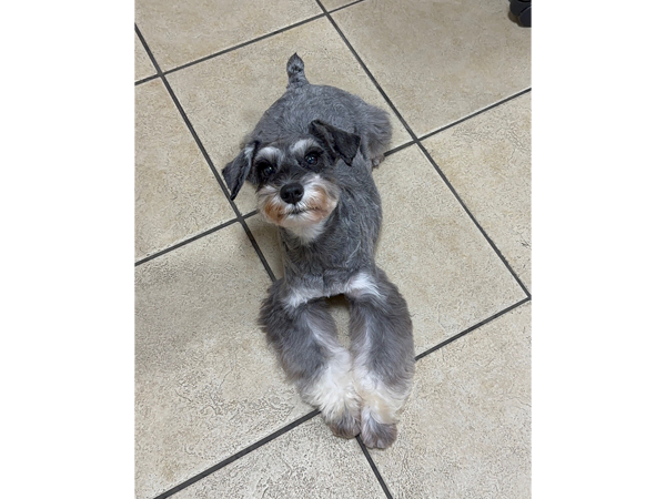 モデル犬卒業後、里親さん宅での様子♪～リアンちゃん～